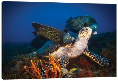 Hawksbill Sea Turtle Getting Cleaned By French Angelfish, Cozumel, Mexico Canvas Art Print