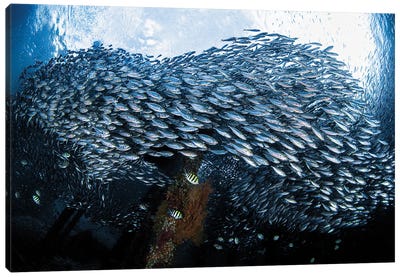 Large School Of Scad Fish Congregate Underneath A Jetty In Raja Ampat, Indonesia Canvas Art Print