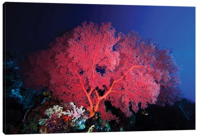 Pink Gorgonian Coral Adorns A Reef In Wakatobi National Park, Indonesia Canvas Art Print