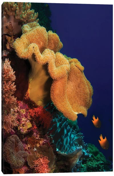 Reef Scene With Yellow Soft Coral In Wakatobi National Park, Indonesia Canvas Art Print