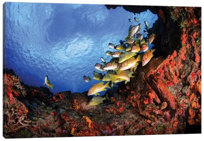 Yellow Grunts And A Colorful Coral Reef In Cozumel, Mexico Canvas Art Print
