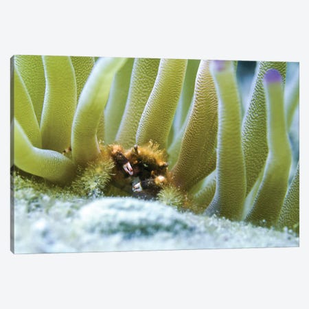 A Banded Clinging Crab In Purple Tipped Anemone Canvas Print #TRK3531} by Brent Barnes Art Print