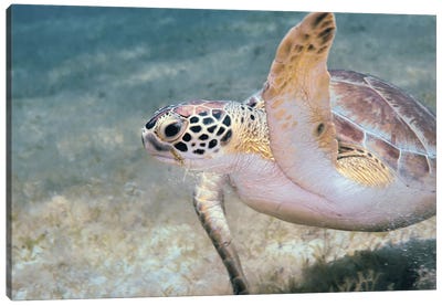 A Green Sea Turtle Foraging In The Sea Grass Canvas Art Print