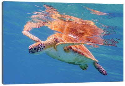 A Green Sea Turtle Under The Surface In Saint Croix Canvas Art Print