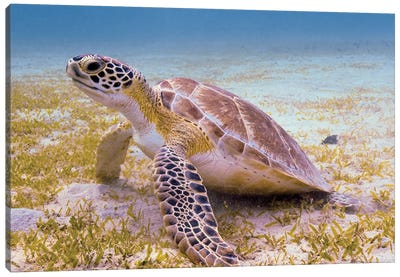 A Green Turtle In The Sea Grass, Saint Croix Canvas Art Print