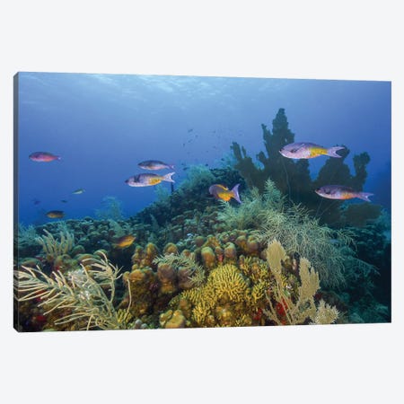 A Small Group Of Creole Wrasse Pass Over A Reef In Saint Croix Canvas Print #TRK3536} by Brent Barnes Canvas Art