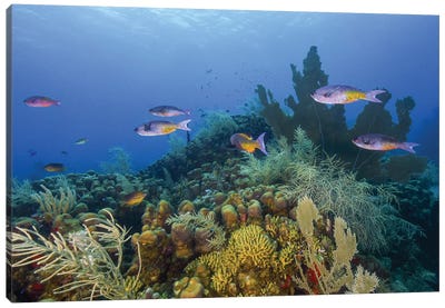 A Small Group Of Creole Wrasse Pass Over A Reef In Saint Croix Canvas Art Print