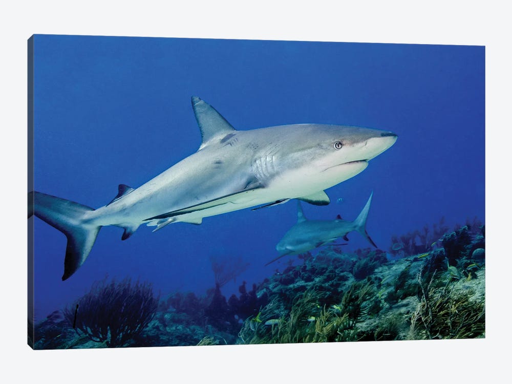 Caribbean Reef Shark Over Reef, Tiger Beach, Bahamas by Brent Barnes 1-piece Canvas Print