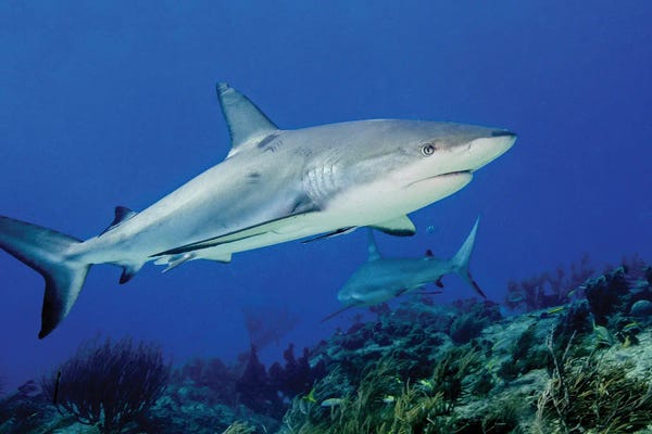 Bahamas: Caribbean Reef Shark Over Reef, Tiger Beach, Bahamas by Brent Barnes