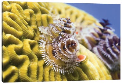 Christmas Tree Worms On Brain Coral Canvas Art Print