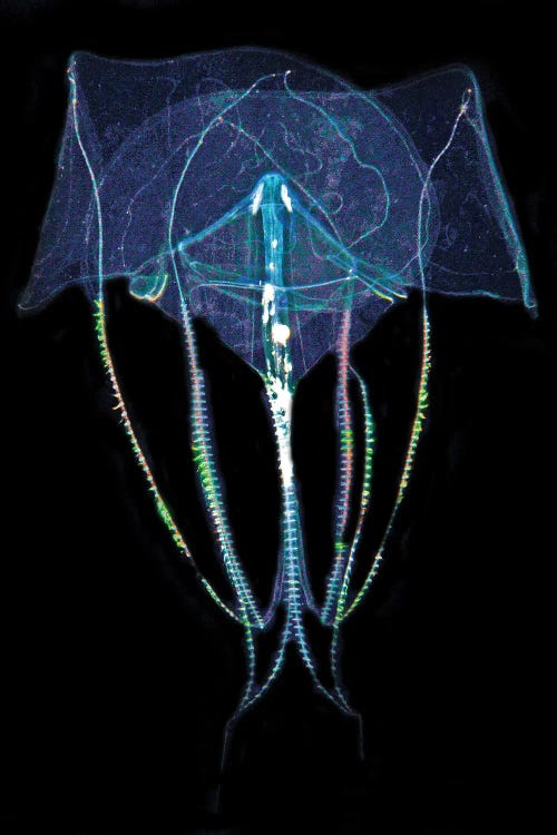 Comb Jelly In Blackwater Dive At Night, West Palm Beach, Florida