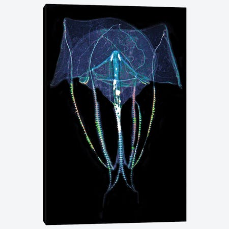Comb Jelly In Blackwater Dive At Night, West Palm Beach, Florida Canvas Print #TRK3539} by Brent Barnes Canvas Art Print