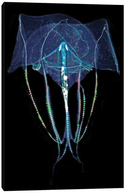 Comb Jelly In Blackwater Dive At Night, West Palm Beach, Florida Canvas Art Print