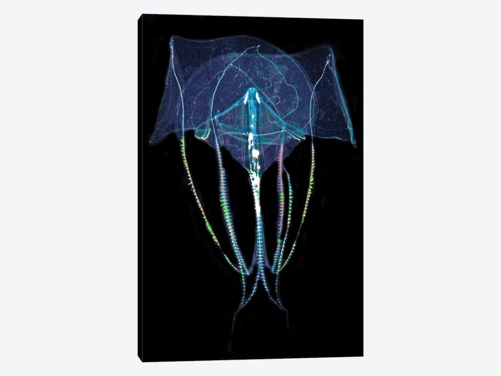 Comb Jelly In Blackwater Dive At Night, West Palm Beach, Florida by Brent Barnes 1-piece Art Print