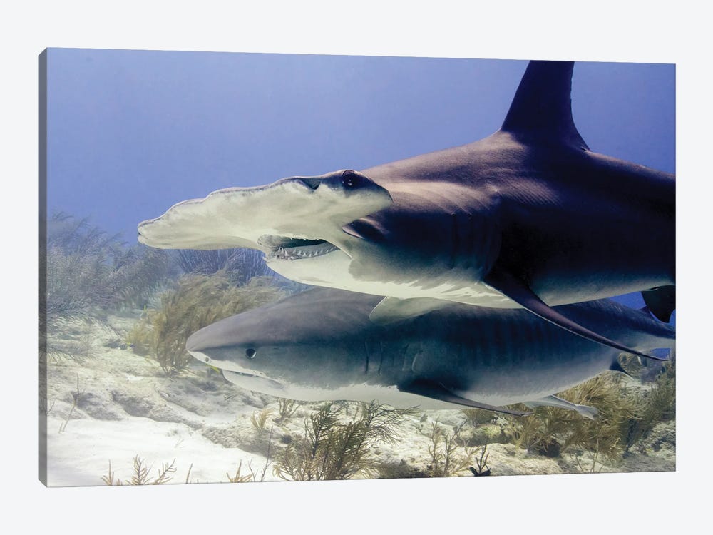 Great Hammerhead Shark And Tiger Shark, Tiger Beach, Bahamas by Brent Barnes 1-piece Canvas Art