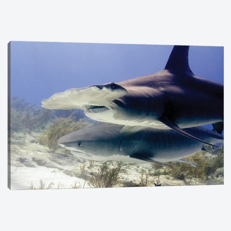 Great Hammerhead Shark And Tiger Shark, Tiger Beach, Bahamas Canvas Print #TRK3541} by Brent Barnes Canvas Artwork