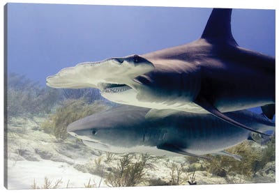 Great Hammerhead Shark And Tiger Shark, Tiger Beach, Bahamas Canvas Art Print - Bahamas