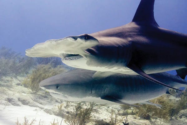 Bahamas: Great Hammerhead Shark And Tiger Shark, Tiger Beach, Bahamas by Brent Barnes