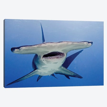 Great Hammerhead Shark With Mouth Open, Tiger Beach, Bahamas Canvas Print #TRK3542} by Brent Barnes Canvas Artwork