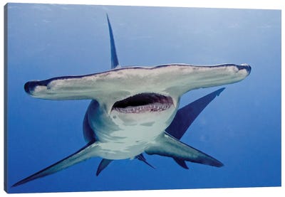 Great Hammerhead Shark With Mouth Open, Tiger Beach, Bahamas Canvas Art Print - Shark Art