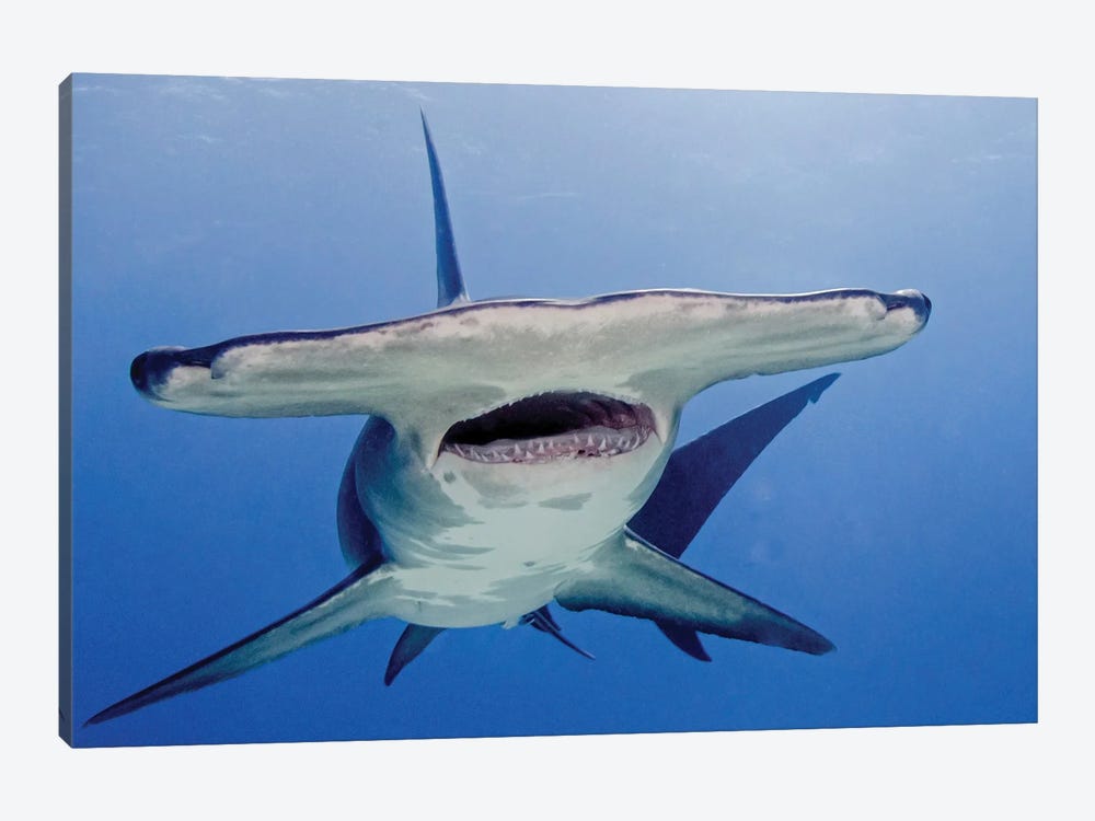 Great Hammerhead Shark With Mouth Open, Tiger Beach, Bahamas by Brent Barnes 1-piece Canvas Print
