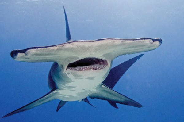 Great Hammerhead Shark With Mouth Open, Tiger Beach, Bahamas