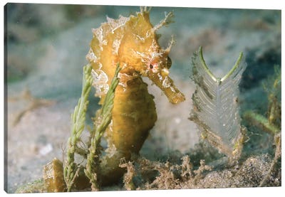 Lined Seahorse In Sea Grass Canvas Art Print