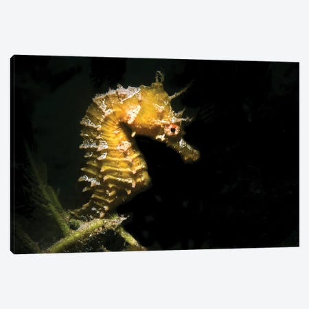 Lined Seahorse Canvas Print #TRK3544} by Brent Barnes Canvas Art Print