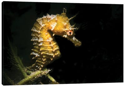 Lined Seahorse Canvas Art Print