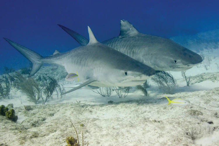 Pair Of Tiger Sharks, Tiger Beach, Bahamas