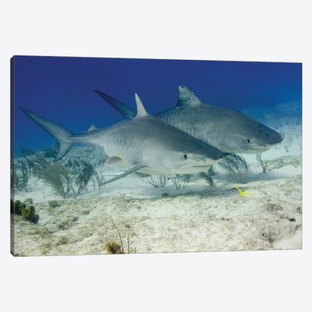 Pair Of Tiger Sharks, Tiger Beach, Bahamas Canvas Print #TRK3545} by Brent Barnes Canvas Art Print