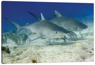 Pair Of Tiger Sharks, Tiger Beach, Bahamas Canvas Art Print - Bahamas