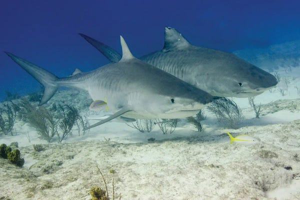 Bahamas: Pair Of Tiger Sharks, Tiger Beach, Bahamas by Brent Barnes