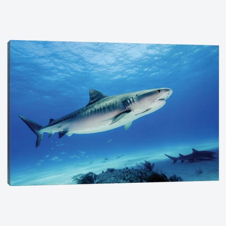 Side View Of A Tiger Shark, Tiger Beach, Bahamas Canvas Print #TRK3546} by Brent Barnes Canvas Art Print