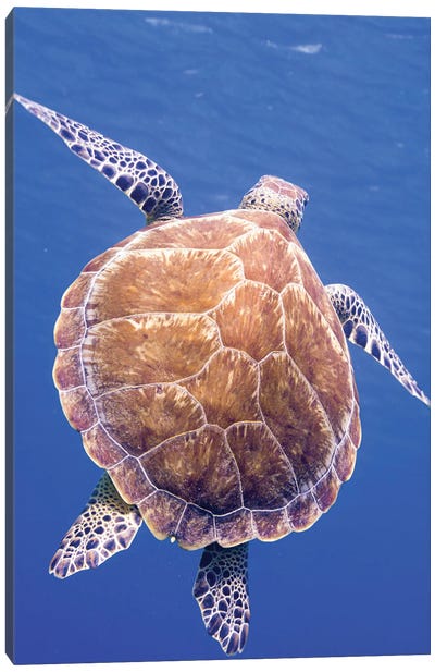 The Shell Of A Green Turtle Swimming To The Surface, Saint Croix Canvas Art Print