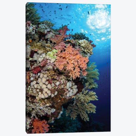 A Beautiful Soft Coral Reef In The Red Sea, Red Sea Canvas Print #TRK3550} by Brook Peterson Art Print