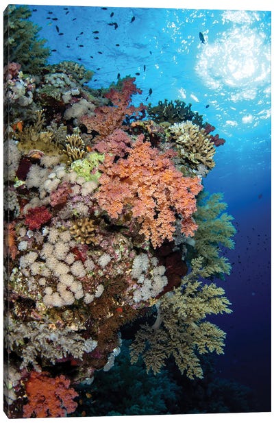 A Beautiful Soft Coral Reef In The Red Sea, Red Sea Canvas Art Print - Brook Peterson