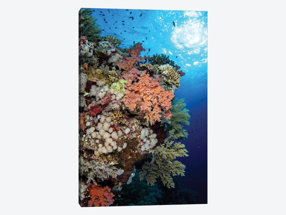 A Beautiful Soft Coral Reef In The Red Sea, Red Sea by Brook Peterson 1-piece Canvas Wall Art