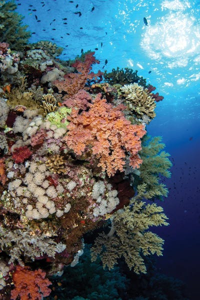 Coral: A Beautiful Soft Coral Reef In The Red Sea, Red Sea by Brook Peterson