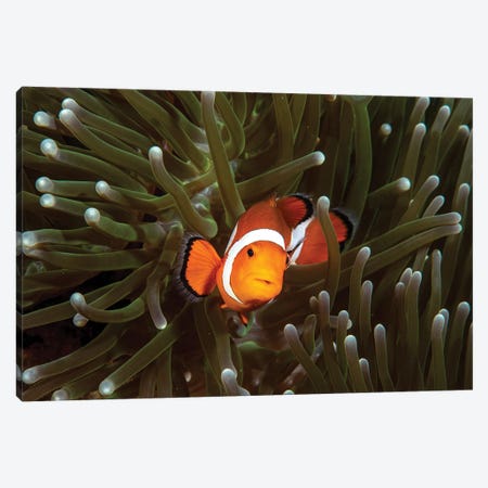 A Clown Fish And Its Anemone, Anilao, Philippines Canvas Print #TRK3551} by Brook Peterson Canvas Art Print
