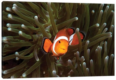 A Clown Fish And Its Anemone, Anilao, Philippines Canvas Art Print - Brook Peterson