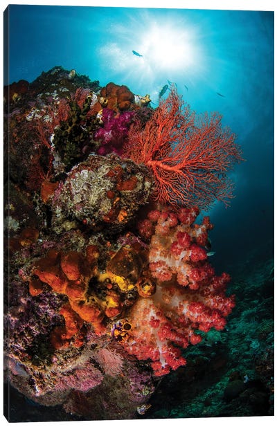 A Colorful Coral Bommie Under The Sun On A Reef In Raja Ampat, Indonesia Canvas Art Print
