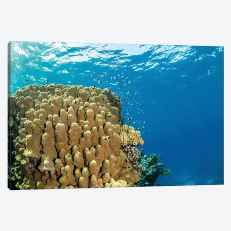 A Coral Bommie Hosts Many Small Reef Fish, Red Sea Canvas Print #TRK3553} by Brook Peterson Canvas Art Print