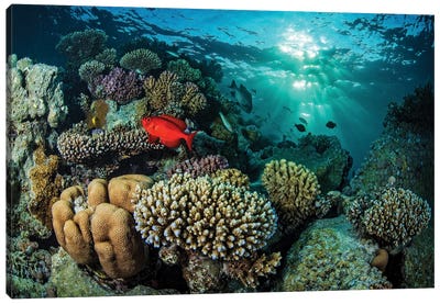 A Coral Reef Under Dappled Light In The Red Sea, Egypt Canvas Art Print - Brook Peterson