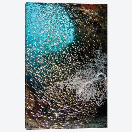 A Cove Contains Thousands Of Glass Fish And Some Black Coral Canvas Print #TRK3555} by Brook Peterson Canvas Wall Art