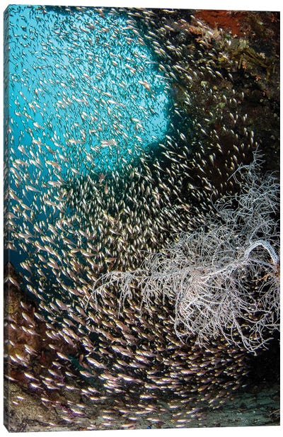 A Cove Contains Thousands Of Glass Fish And Some Black Coral Canvas Art Print