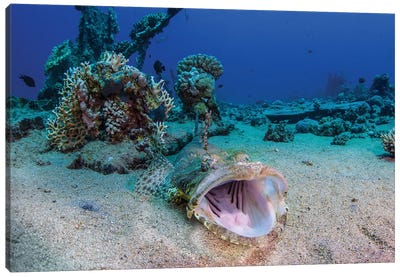 A Crocodile Fish Has Its Mouth Wide Open In A Yawn, Red Sea, Egypt Canvas Art Print - Brook Peterson
