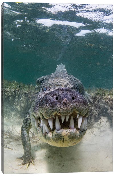 A Crocodile Prowls Slowly Over The Sand, Caribbean Sea, Mexico Canvas Art Print - Brook Peterson