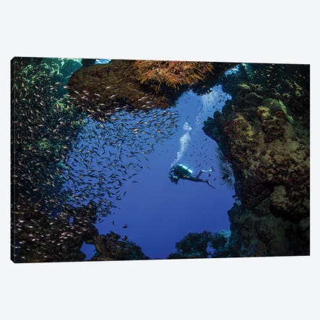 A Diver Swims Pat A Cave Full Of Glass Fish In The Red Sea Canvas Print #TRK3560} by Brook Peterson Canvas Art