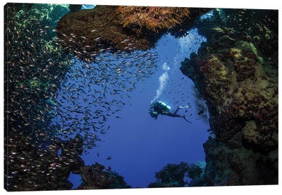 A Diver Swims Pat A Cave Full Of Glass Fish In The Red Sea Canvas Art Print - Brook Peterson